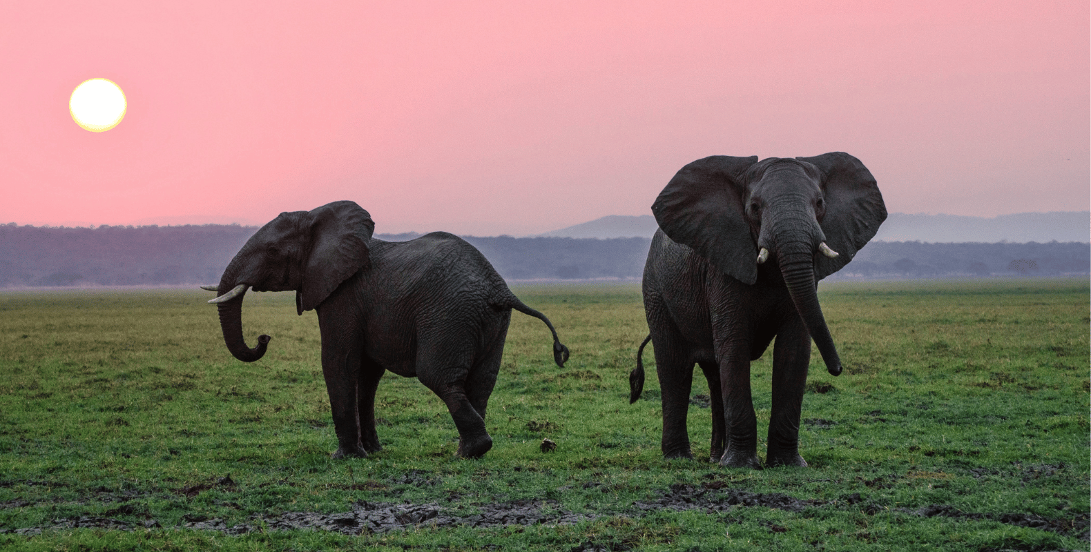 From Saving Elephants to Filling Landfills: The Strange History of Plastic